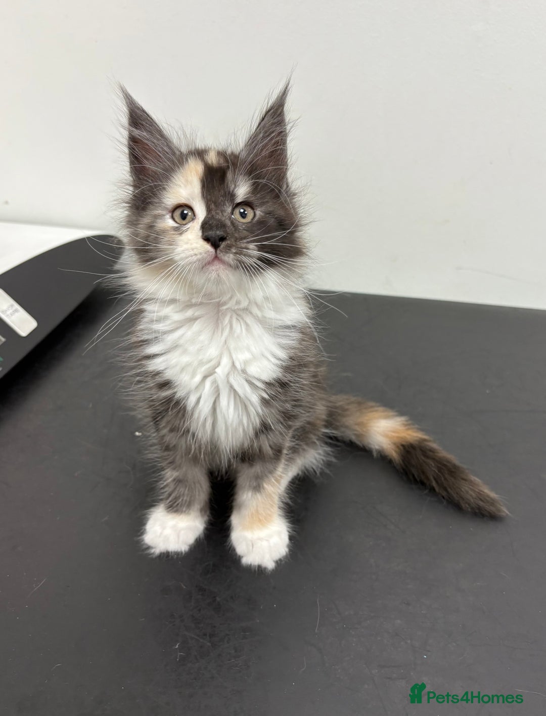 Maine Coon cats for sale: Stunning TICA REGISTERED Maine Coon kittens  - Image 10