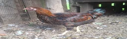 Chickens poultry for sale: Bantam Laced Wyandotte Chickens in Wetherby - Advert 5