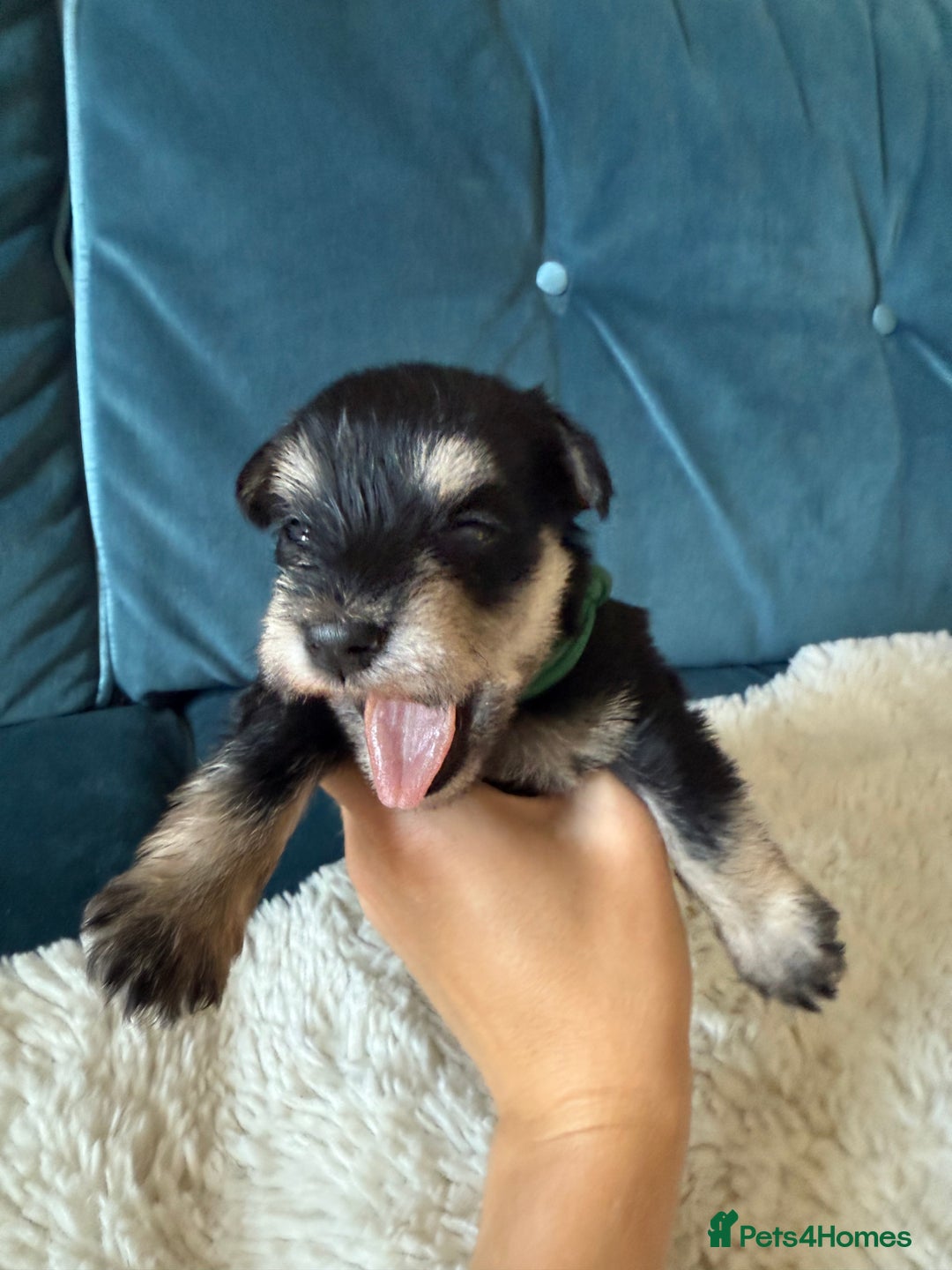 Miniature Schnauzer dogs for sale: Beautiful litter of Miniature Shnauzers  - Image 11