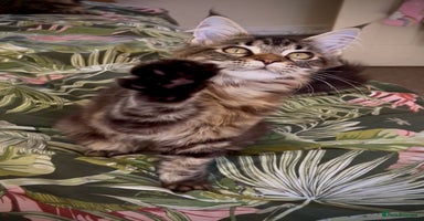 Maine Coon cats - Advert 8