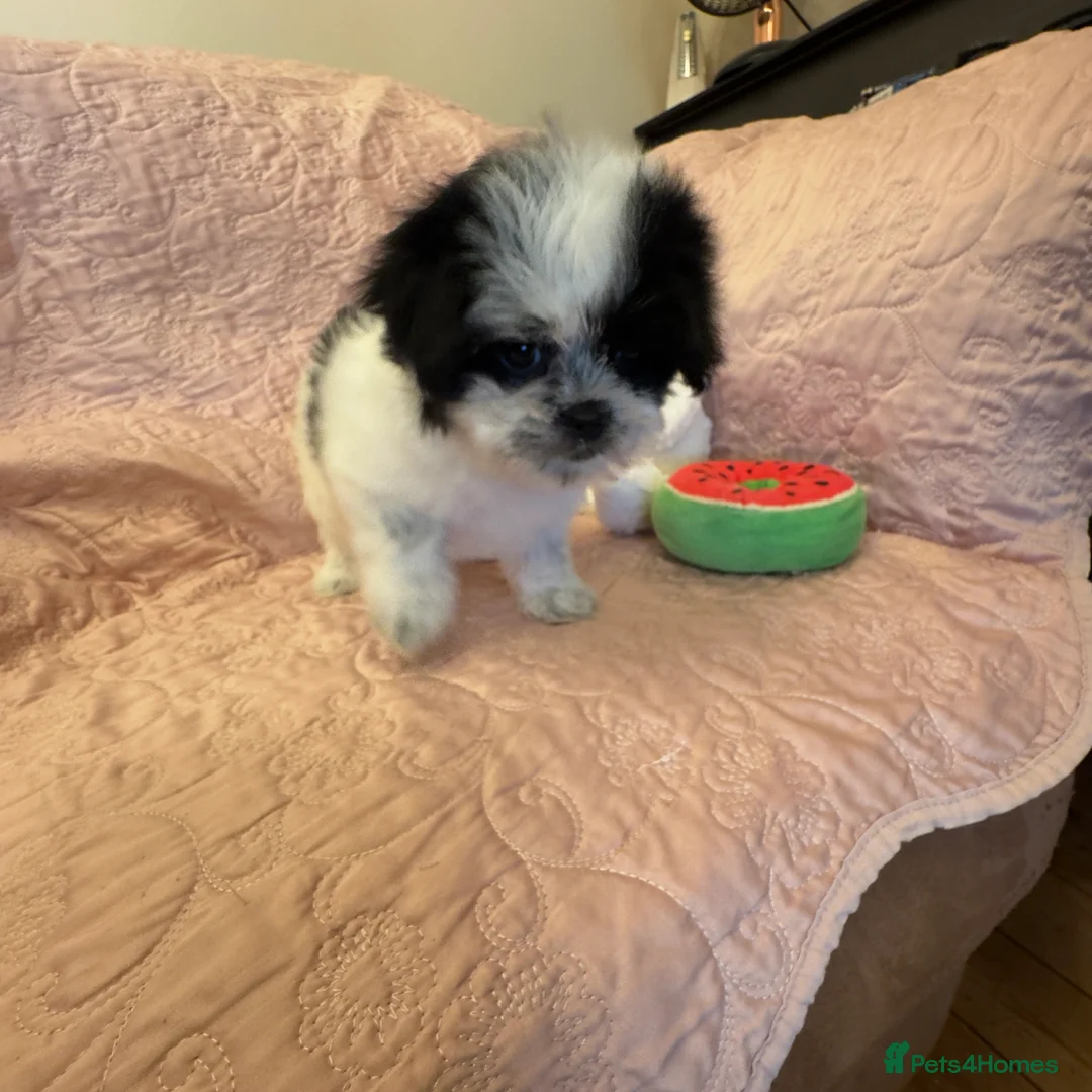 Mixed Breed dogs for sale: Unique Jatese puppies (toy breed) - Advert 9