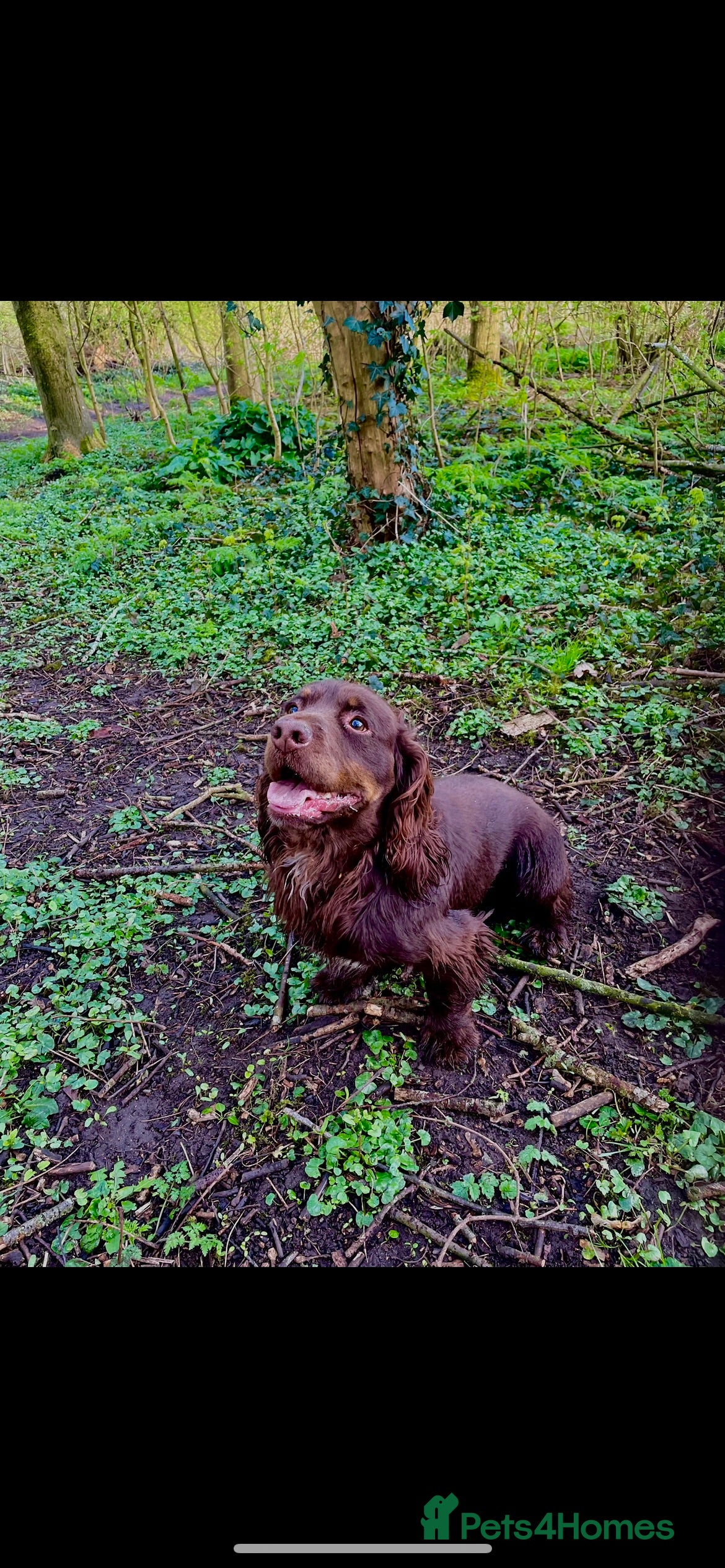 Cocker Spaniel dogs Fully Health tested Choc and tan working cocker. in Market Drayton - Advert 17