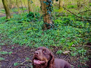 Cocker Spaniel dogs in Market Drayton - Advert 16