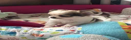 Pomchi dogs for sale: Beautiful female pomchi - Advert 11
