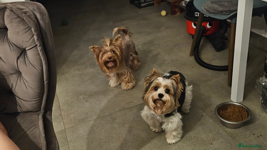 Yorkshire Terrier dogs for sale: 2 boys and 2 girls yorkshire terrier  - Advert 20