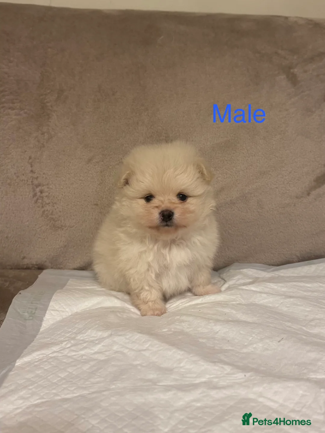 Pomeranian dogs for sale: 🐾Fluffy Little Pomeranians for sale🐾 - Advert 17