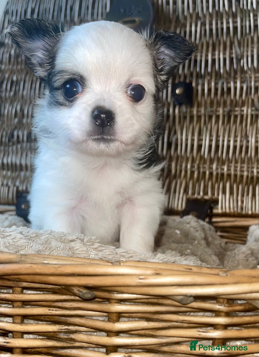 Chihuahua dogs for sale: BEAUTIFUL LONG COAT BOYS  - Advert 9