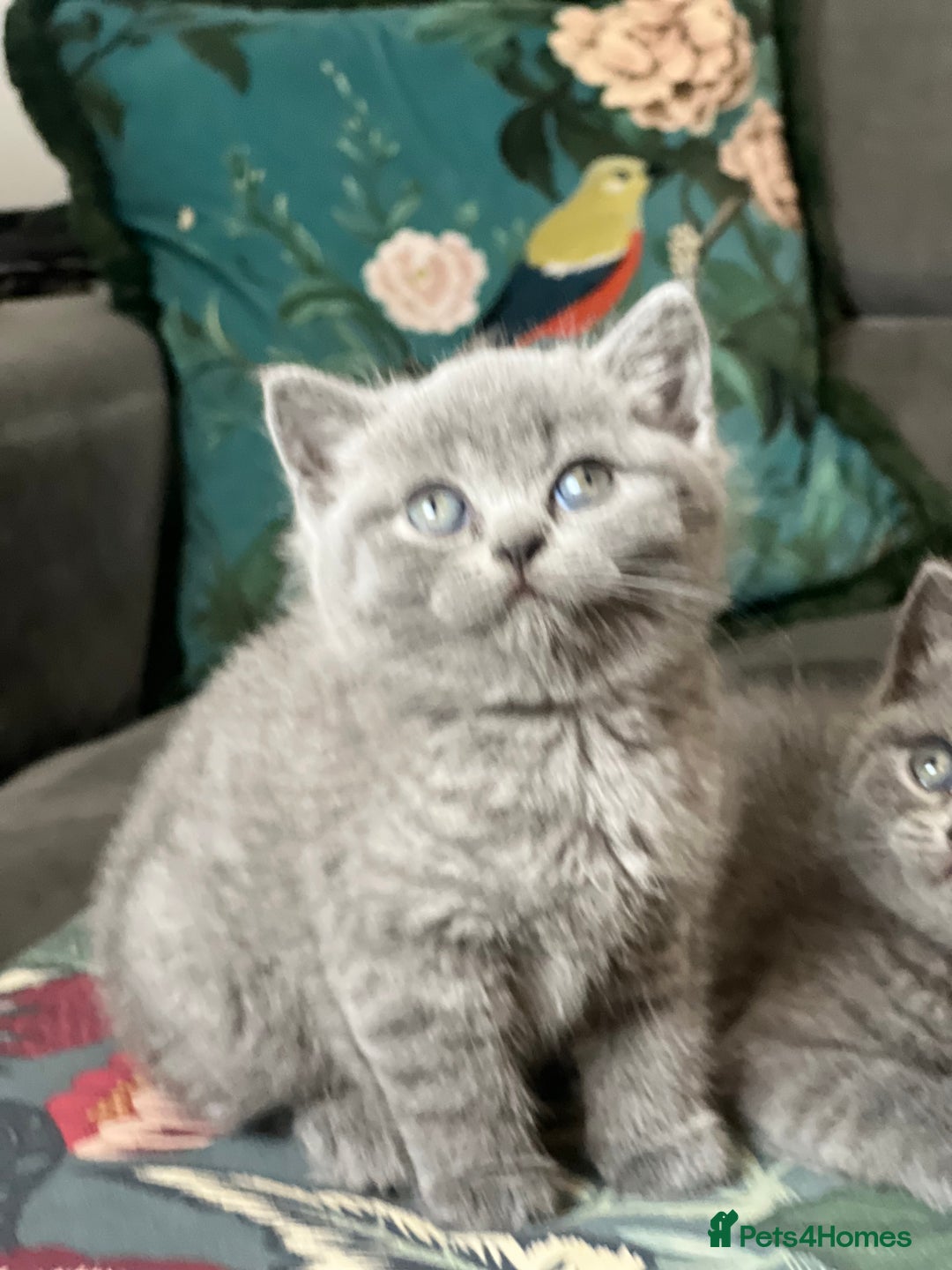 British Shorthair cats for sale: Beautiful British Shorthair Kittens Home Raised  - Advert 6