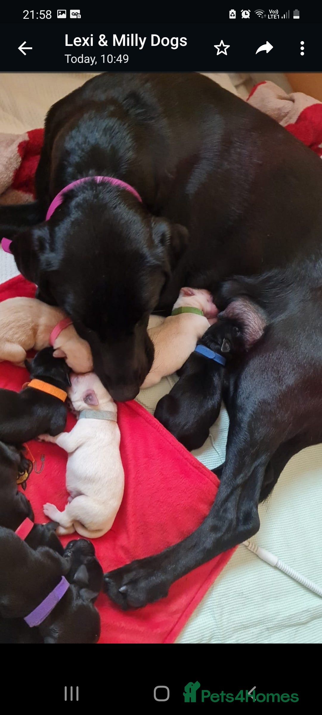 Labrador Retriever dogs for stud: Proven KC Labrador Stud in Stoke-on-Trent - Image 6