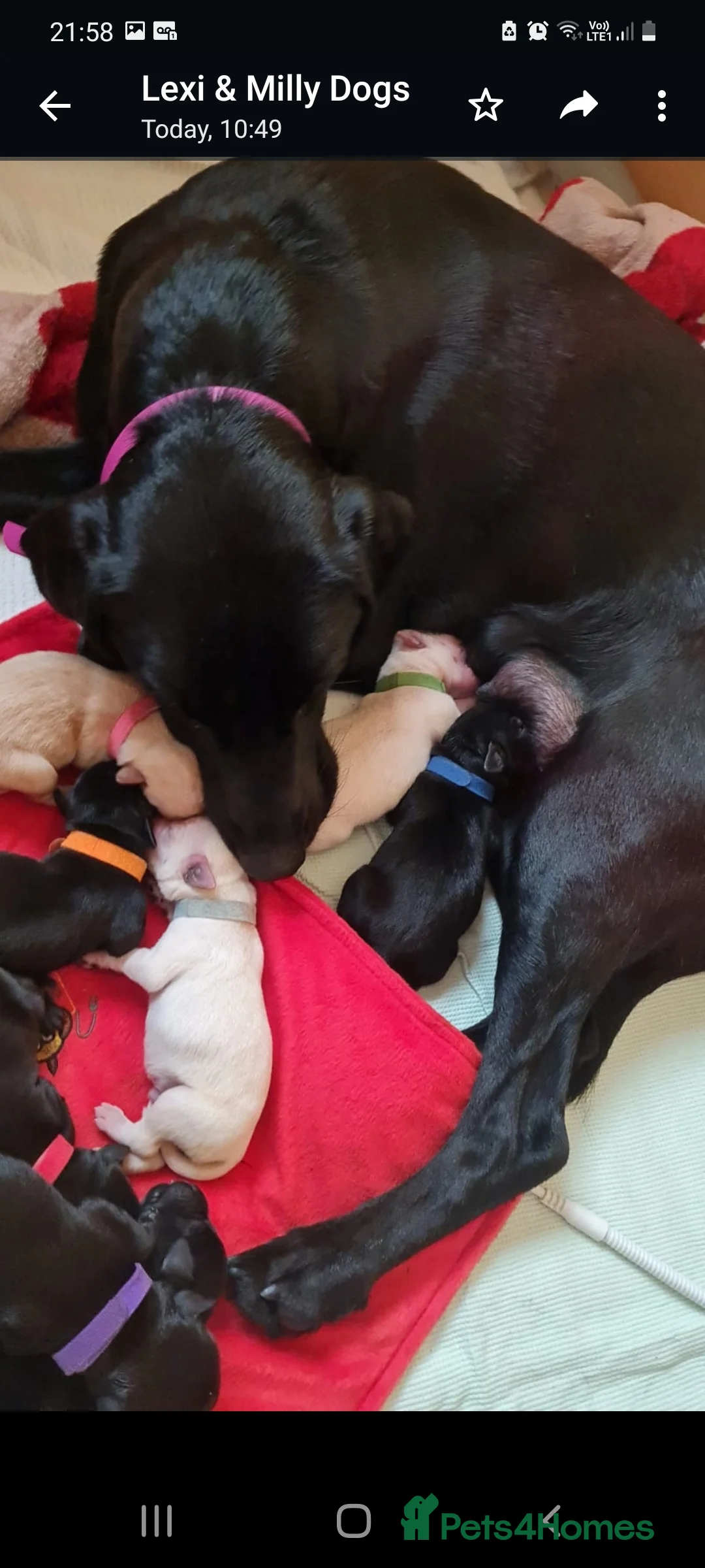 Labrador Retriever dogs for stud: Proven KC Labrador Stud in Stoke-on-Trent - Advert 6