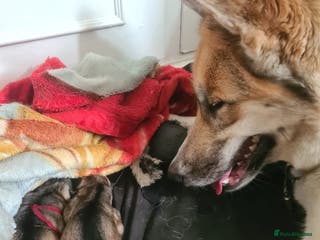 Shepsky dogs Shepsky ‘scrappy’ 3years - Advert 17