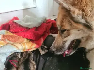 Shepsky dogs Shepsky ‘scrappy’ 3years - Advert 4