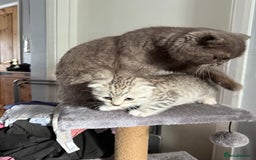 Scottish Fold cats for sale: 5 beautiful Scottish fold kittens  - Advert 10