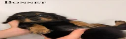 Miniature Dachshund dogs for sale: Pedigree Longhaired Miniature Dachshunds  - Advert 7