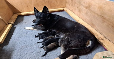 German Shepherd dogs - Advert 6