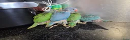 Ringnecks birds for sale: Hand-Reared Baby Indian Ringnecks for Sale  in Leicester - Advert 10