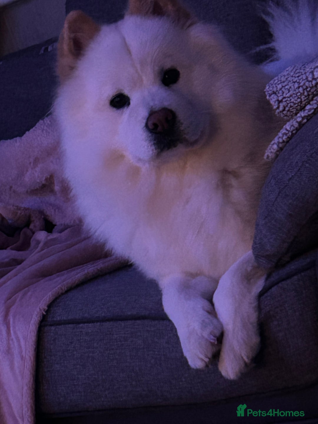 Chow Chow dogs for sale: Marnie Aged 2 - Image 2