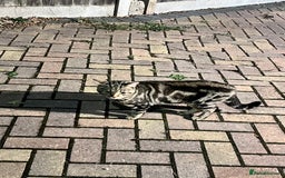 Mixed Breed cats for sale: 3 kittens for sale  - Image 13