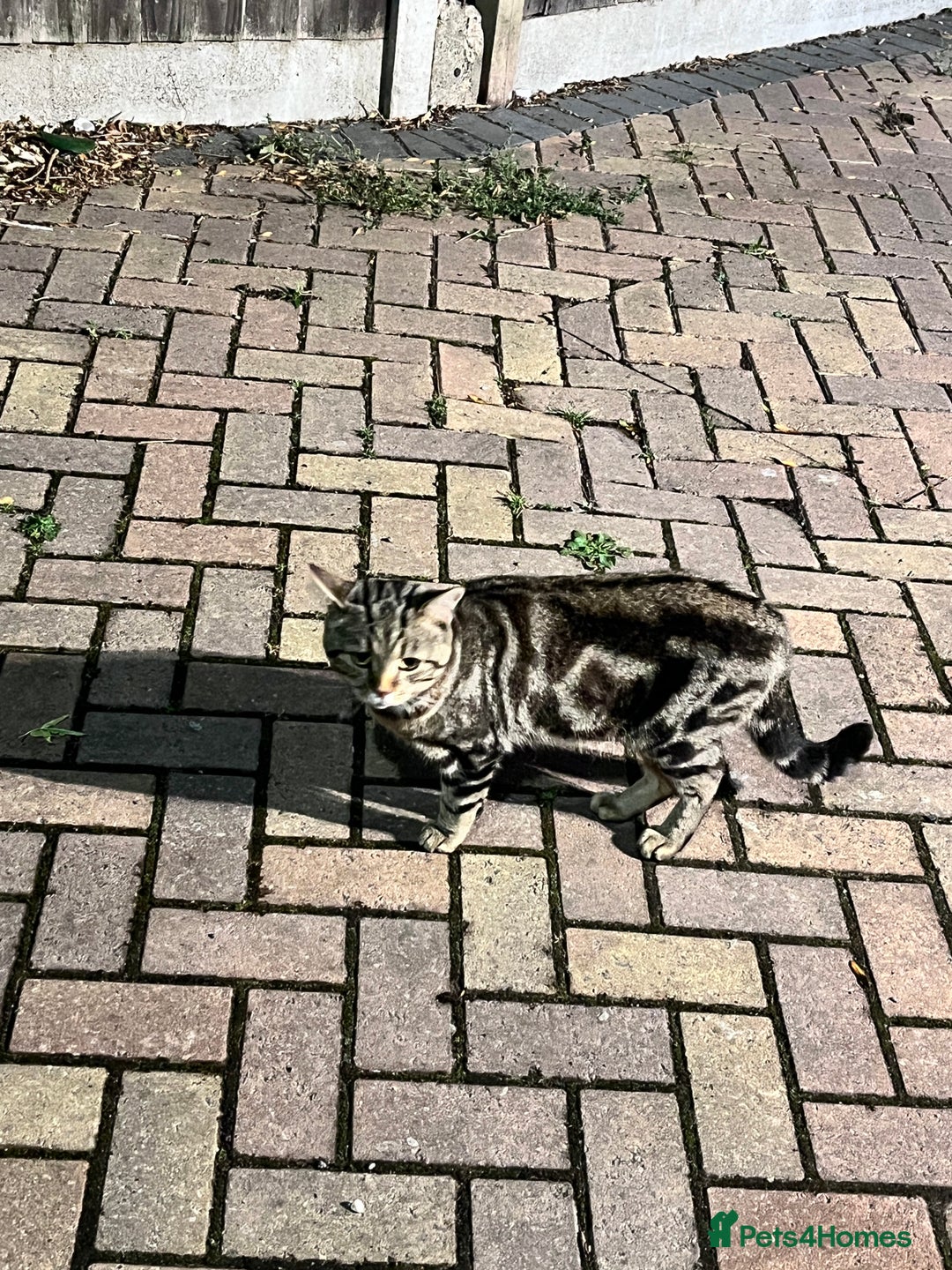 Mixed Breed cats for sale: 3 kittens for sale  - Image 13