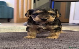 Mixed Breed dogs for sale: Adorable jackacavapoo puppies only 2 left  - Image 13