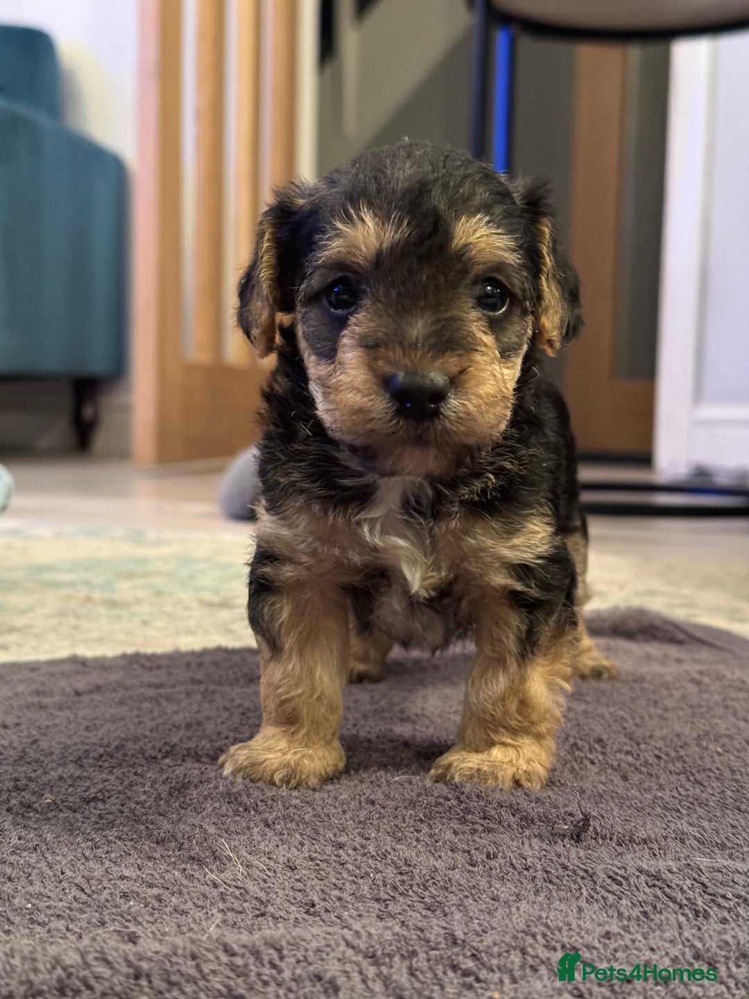 Mixed Breed dogs for sale: Adorable jackacavapoo puppies only 2 left  - Image 13