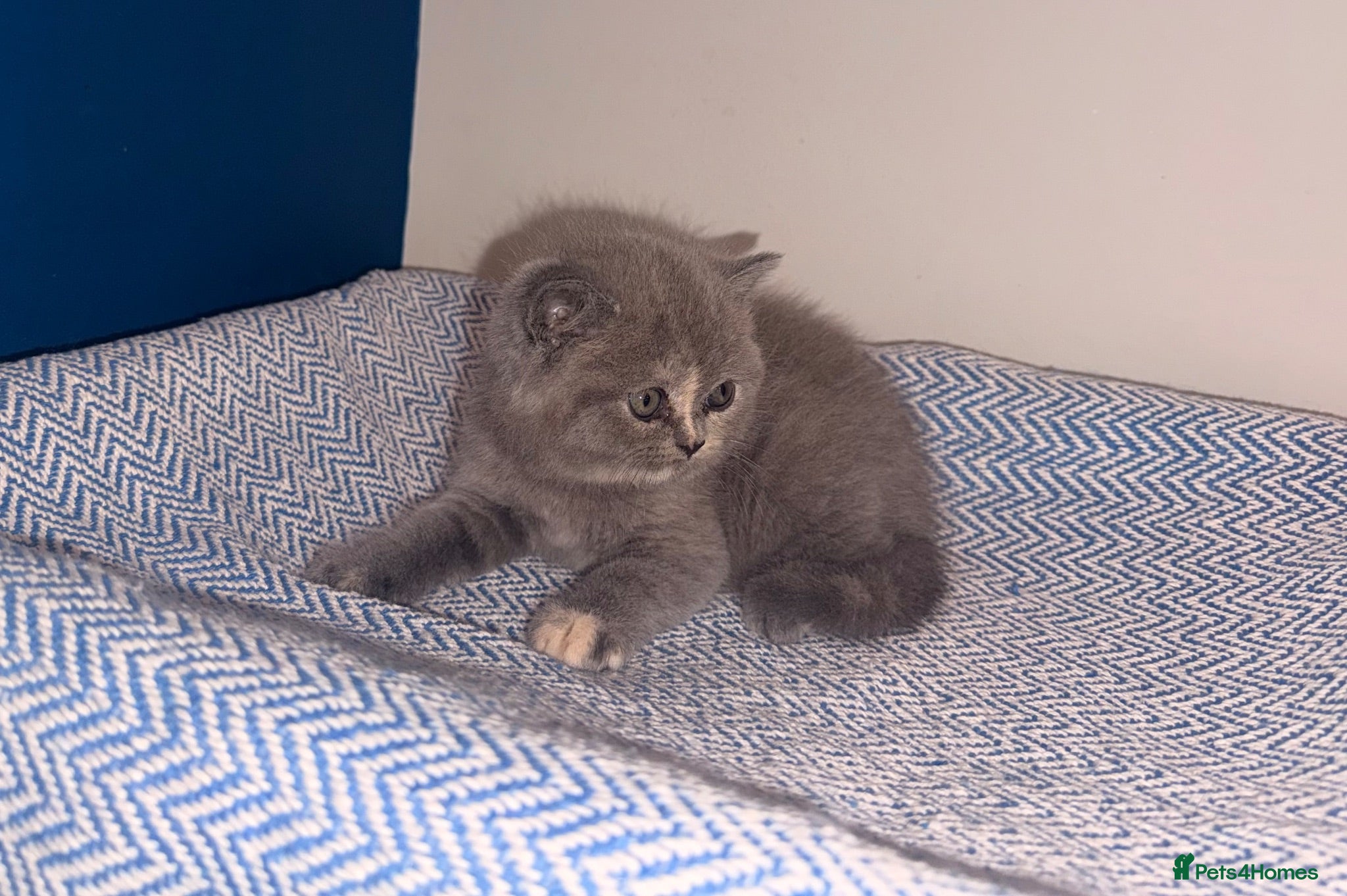 British Shorthair cats GCCF REGISTERED BRITISH SHORTHAIRS  - Advert 1