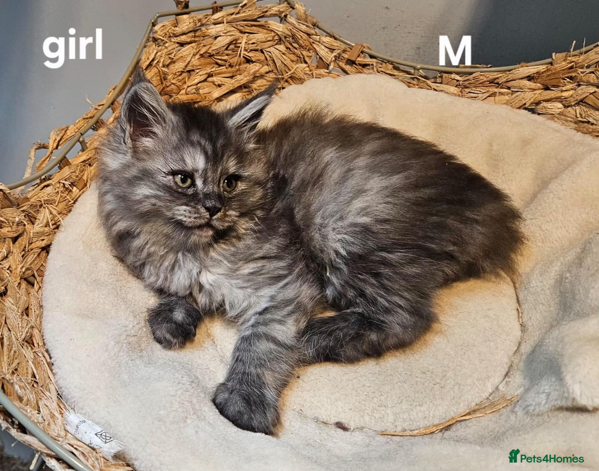 Maine Coon cats for sale: Large Maine Coon kittens regd European bloodline - Advert 3