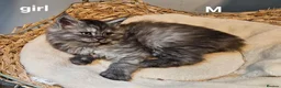 Maine Coon cats for sale: Large Maine Coon kittens regd European bloodline - Advert 3