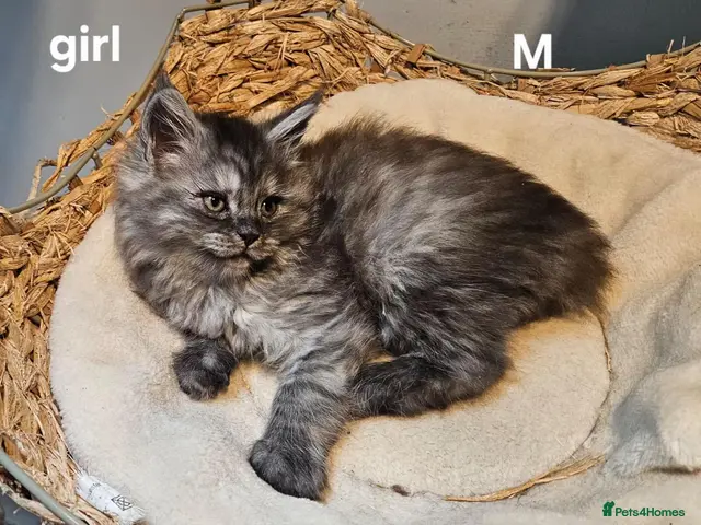 Maine Coon cats for sale: Large Maine Coon kittens regd European bloodline - Advert 3