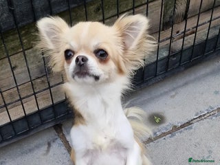 Chihuahua dogs chihuahua long coat male - Advert 14