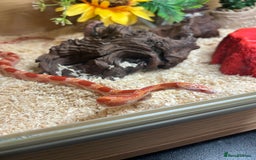 Corn Snake reptiles for sale: Corn snake  - Image 4