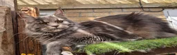 Maine Coon cats for sale: Perfect Polydactyl Maine Coon  - Advert 3