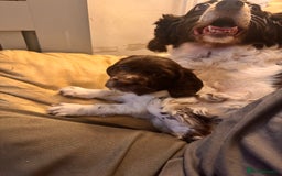 English Springer Spaniel dogs for sale: Springer Spaniel Pups  - Image 4
