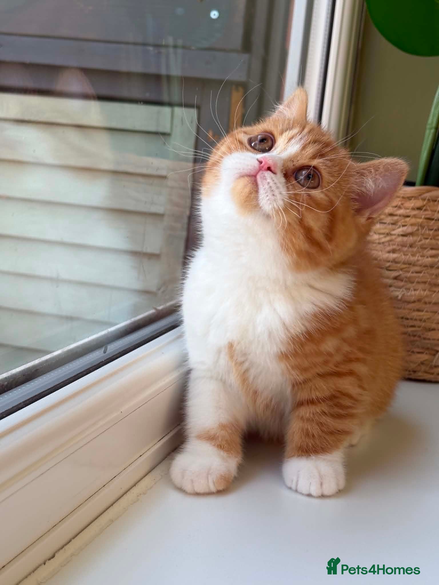 British Shorthair cats beautiful red and white girl bsh  - Advert 5