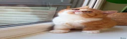 British Shorthair cats for sale: beautiful red and white girl bsh  - Advert 1