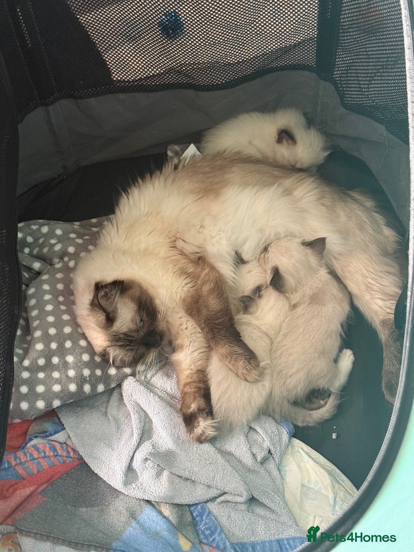 Ragdoll cats Only 2 beautiful ragdolls girls left  - Advert 2