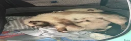 Ragdoll cats for sale: Only 2 beautiful ragdolls girls left  - Advert 4