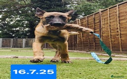 Belgian Shepherd Dog dogs for sale: KC Reg Belgian Shepherd Malinois pups for sale in Newport - Image 10