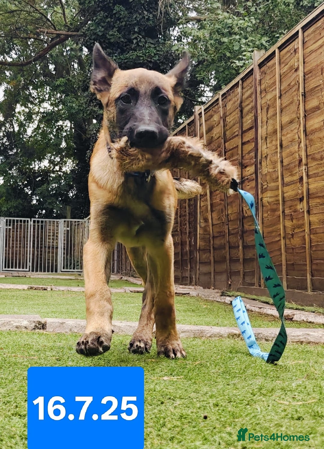 Belgian Shepherd Dog dogs for sale: KC Reg Belgian Shepherd Malinois pups for sale in Newport - Image 10