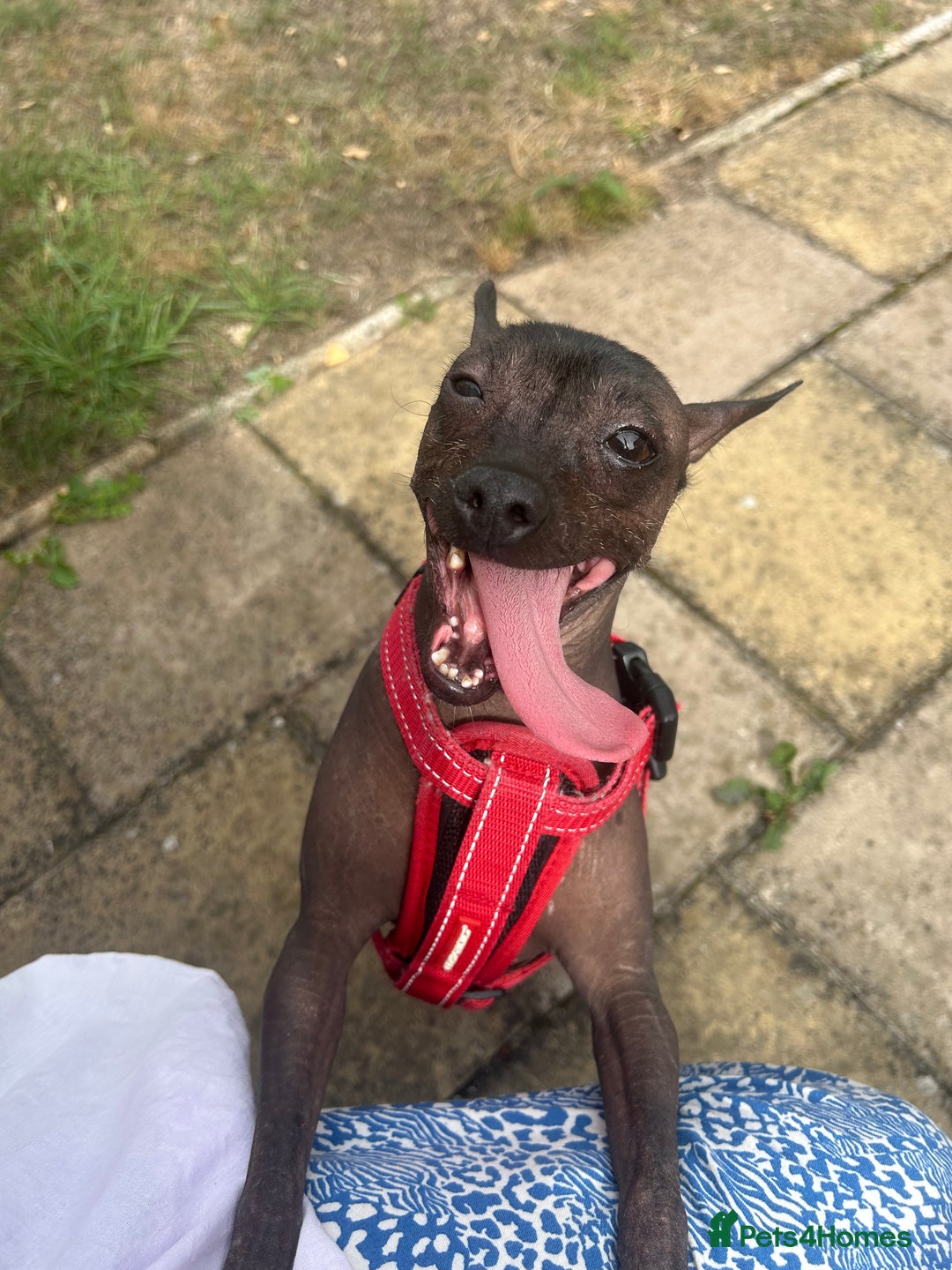 Mexican Hairless dogs for sale: Mexican Hairless, mini - Image 9