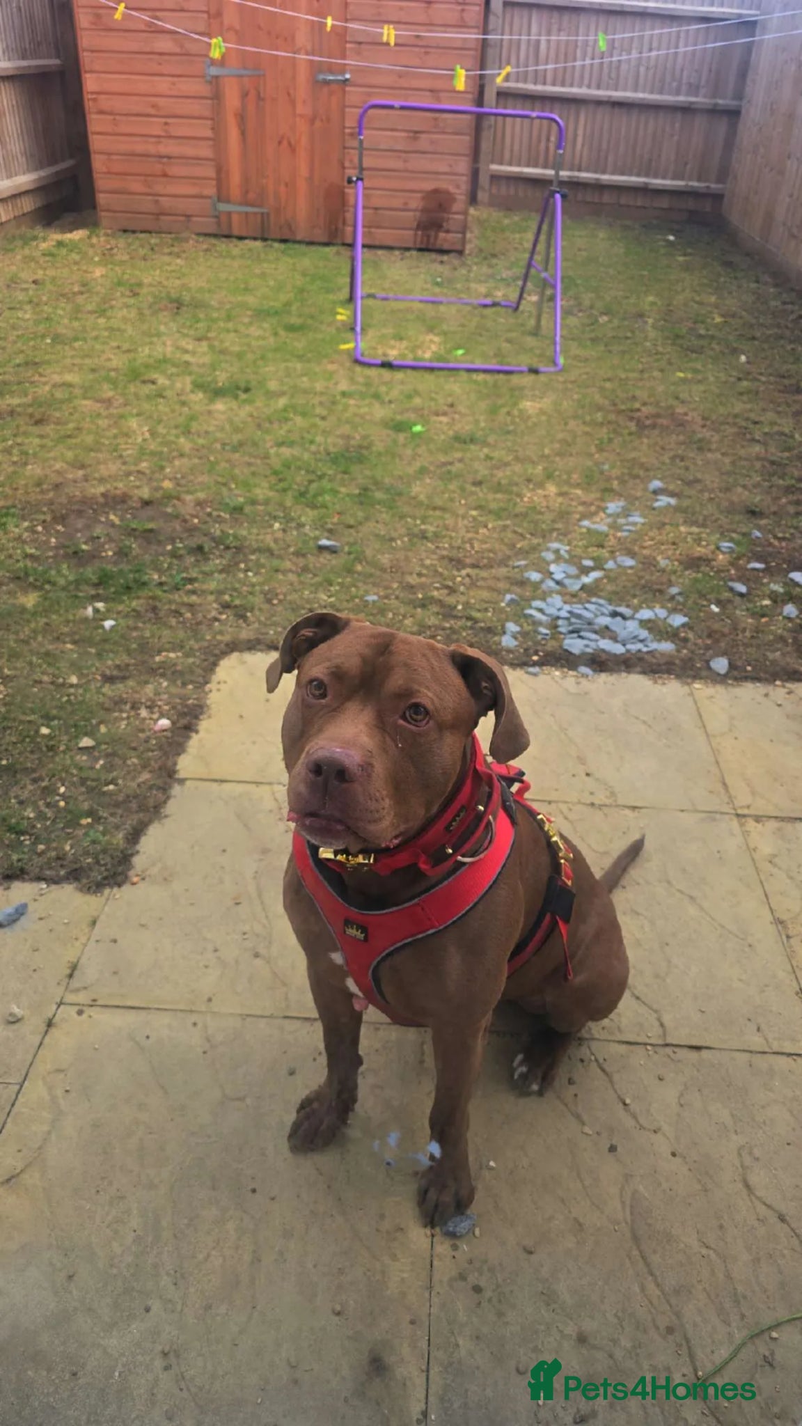 Mixed Breed dogs Male, mixed breed.  - Advert 1