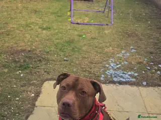 Mixed Breed dogs Male, mixed breed. - Advert 5