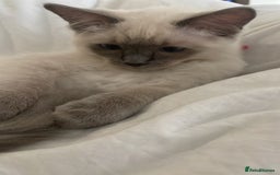 Ragdoll cats for sale: 🐾 Ragdoll Kittens Ready for Their Forever Homes  - Image 9