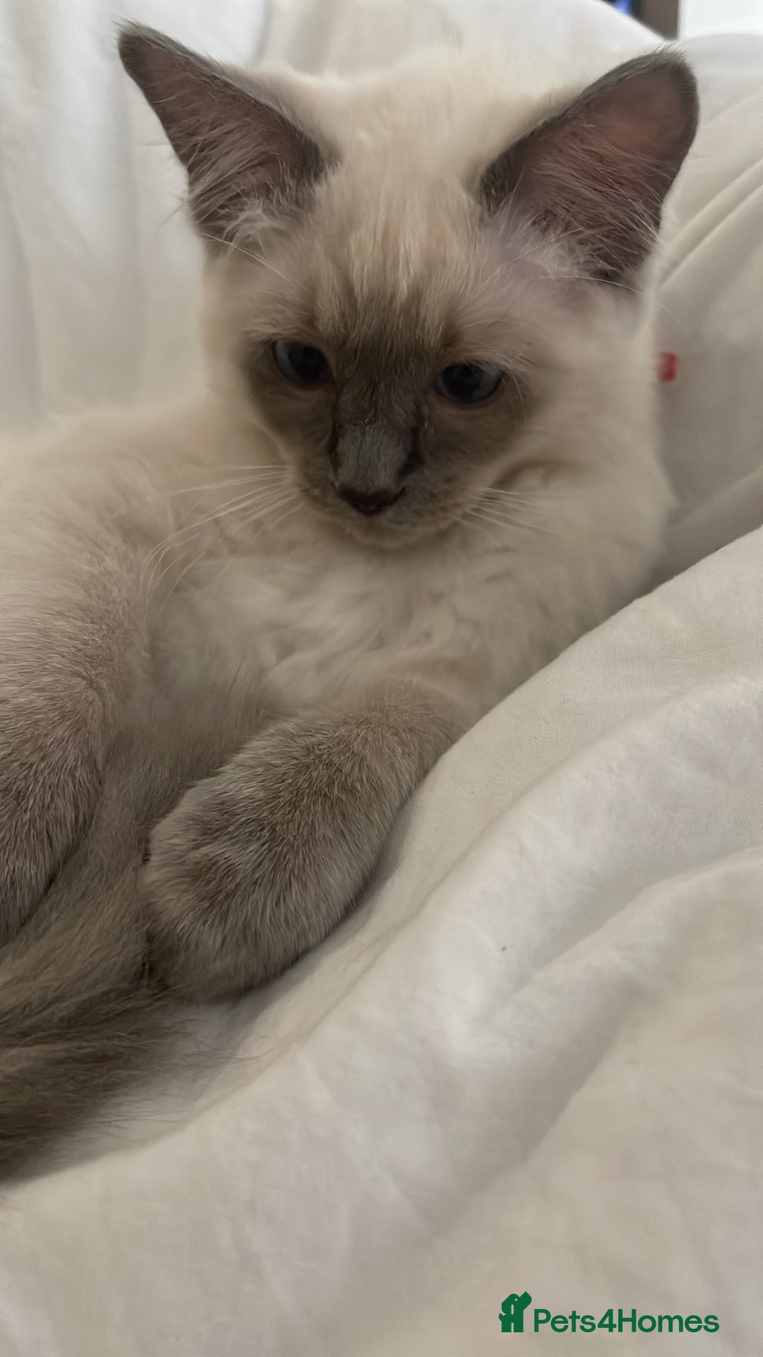 Ragdoll cats for sale: 🐾 Ragdoll Kittens Ready for Their Forever Homes  - Image 9