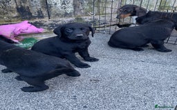 Labrador Retriever dogs for sale: TOP BRED LABRADOR PUPS - Image 8