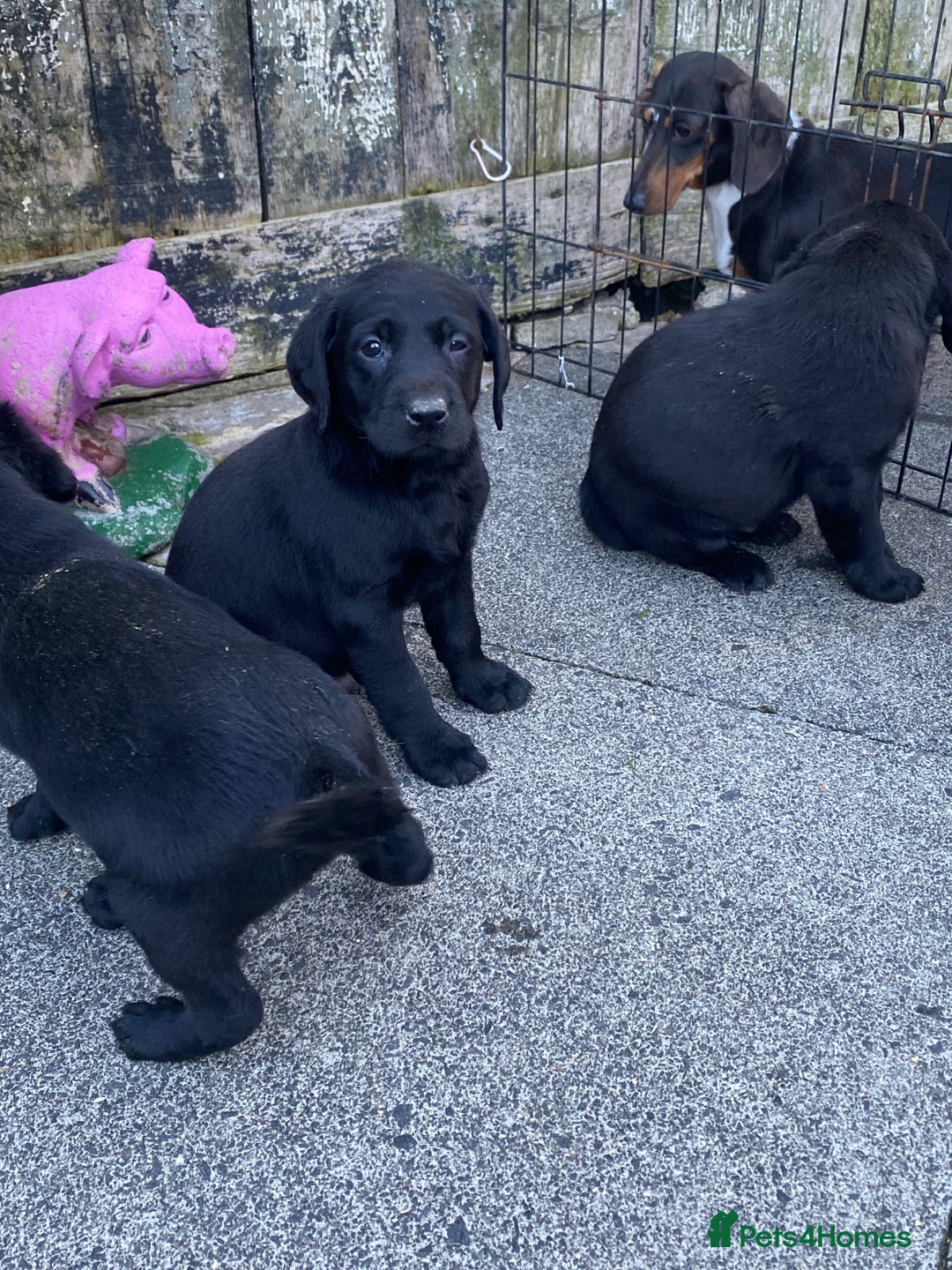 Labrador Retriever dogs for sale: TOP BRED LABRADOR PUPS - Image 8