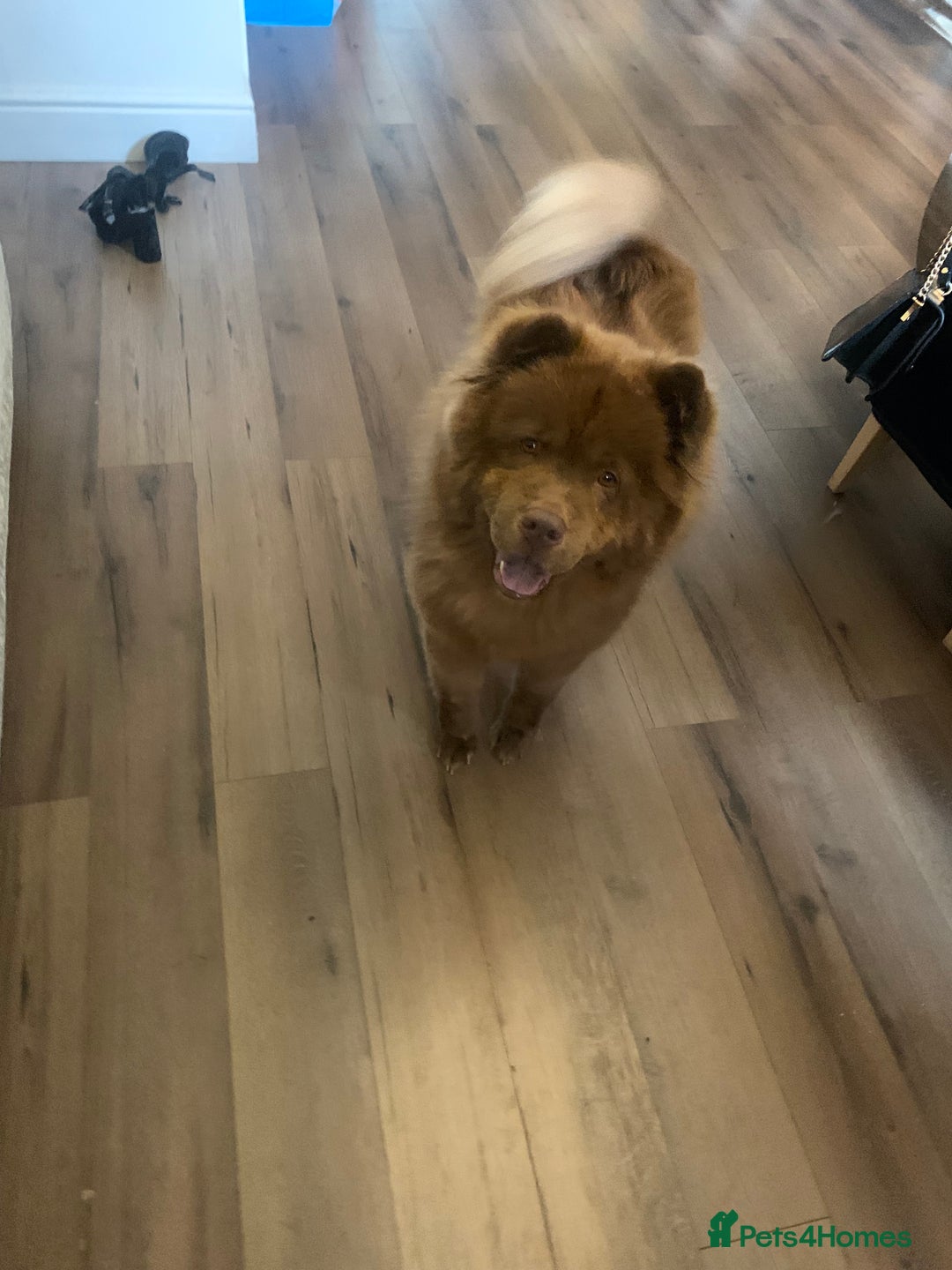 Chow Chow dogs for sale: Chocolate chow chow bitch 26 months old  - Image 5