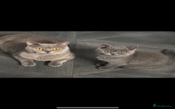 British Shorthair cats for sale: Blue British shorthair  - Image 9