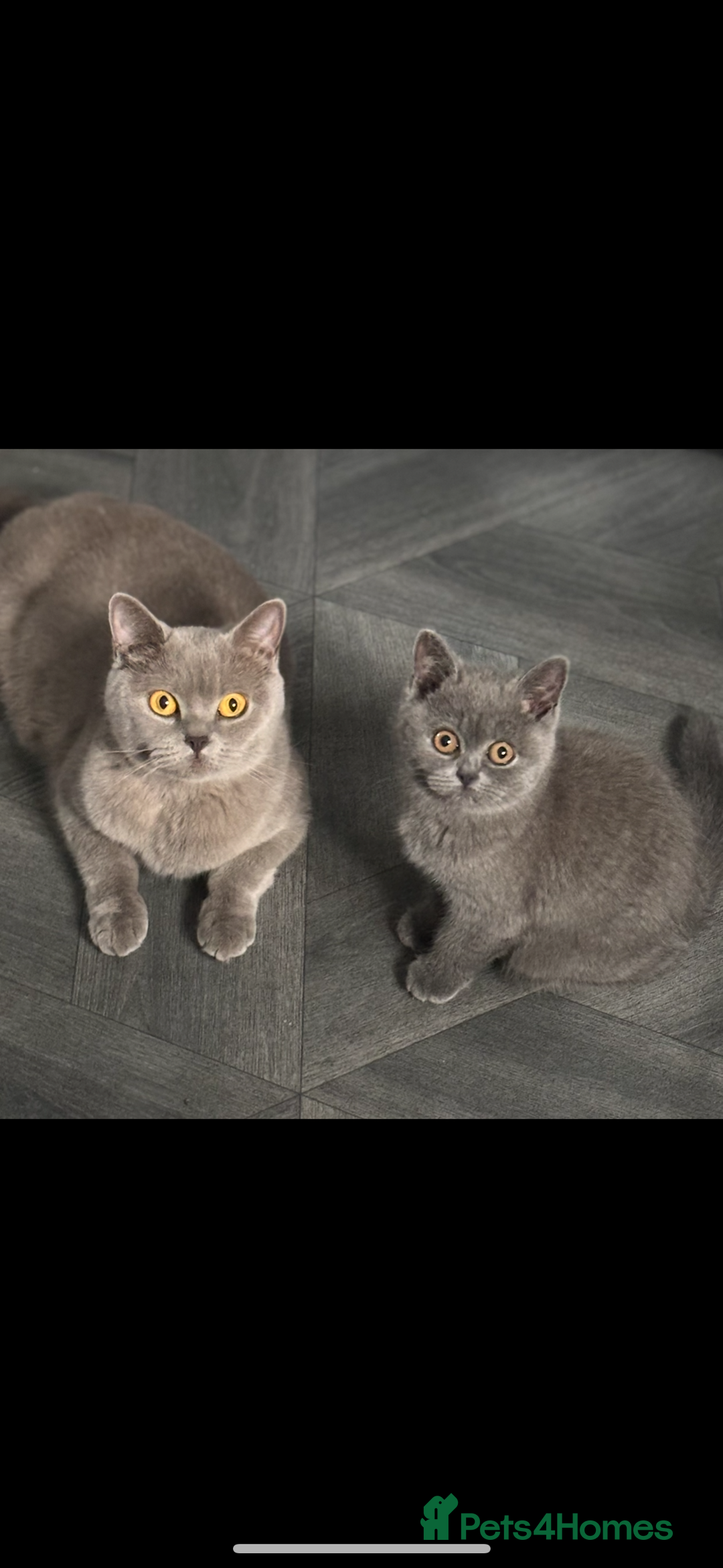 British Shorthair cats for sale: Blue British shorthair  - Image 9