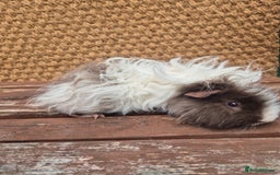 Guinea Pig rodents for sale: Lunkarya boar - Image 2